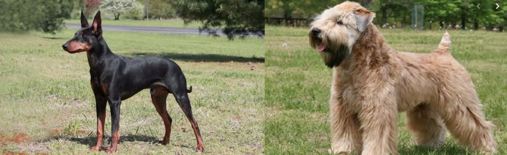 Wheaten Terrier vs Manchester Terrier - Breed Comparison
