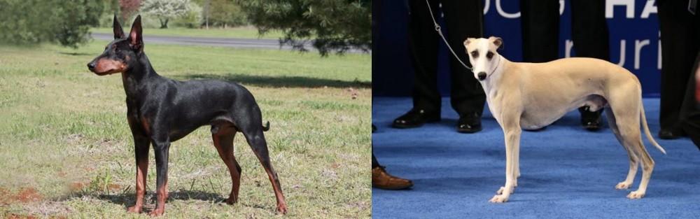 Whippet vs Manchester Terrier - Breed Comparison