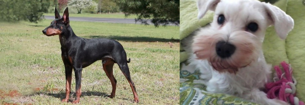 White Schnauzer vs Manchester Terrier - Breed Comparison