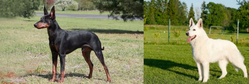 White Shepherd vs Manchester Terrier - Breed Comparison