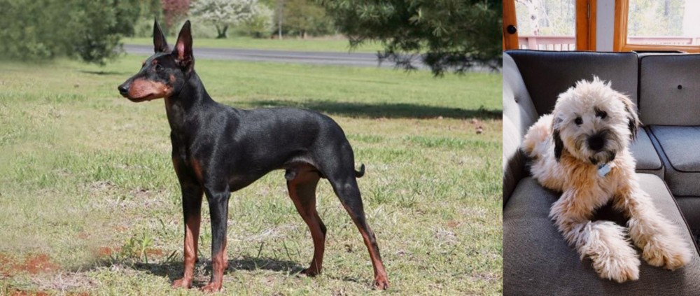 Whoodles vs Manchester Terrier - Breed Comparison