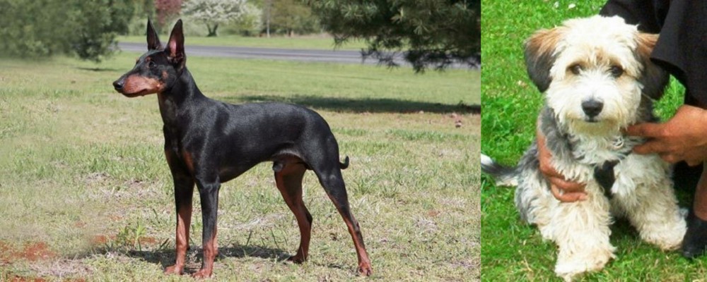 Yo-Chon vs Manchester Terrier - Breed Comparison