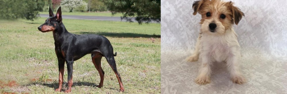 Yochon vs Manchester Terrier - Breed Comparison