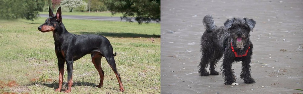 YorkiePoo vs Manchester Terrier - Breed Comparison