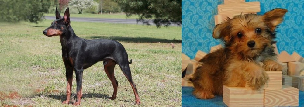 Yorkillon vs Manchester Terrier - Breed Comparison