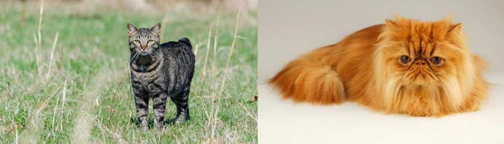 Persian vs Manx - Breed Comparison