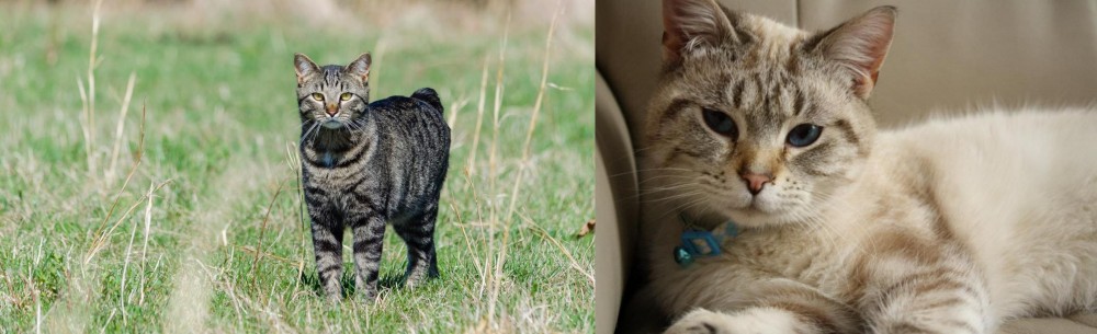 Siamese/Tabby vs Manx - Breed Comparison