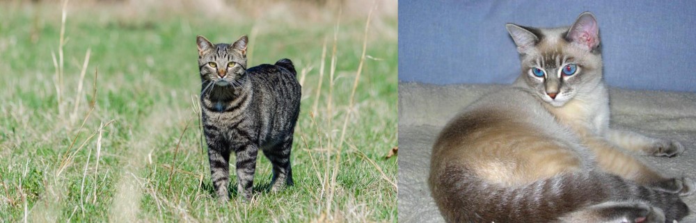 Tiger Cat vs Manx - Breed Comparison