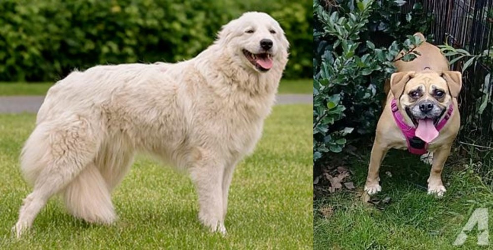 Beabull vs Maremma Sheepdog - Breed Comparison