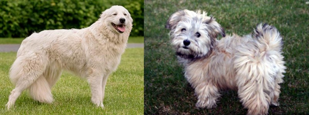 Havapoo vs Maremma Sheepdog - Breed Comparison