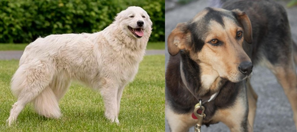 Huntaway vs Maremma Sheepdog - Breed Comparison