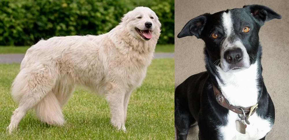 McNab vs Maremma Sheepdog - Breed Comparison