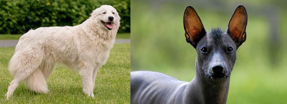 Mexican Hairless vs Maremma Sheepdog - Breed Comparison
