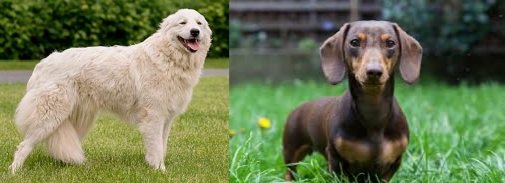 Miniature Dachshund vs Maremma Sheepdog - Breed Comparison