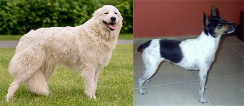 Miniature Fox Terrier vs Maremma Sheepdog - Breed Comparison