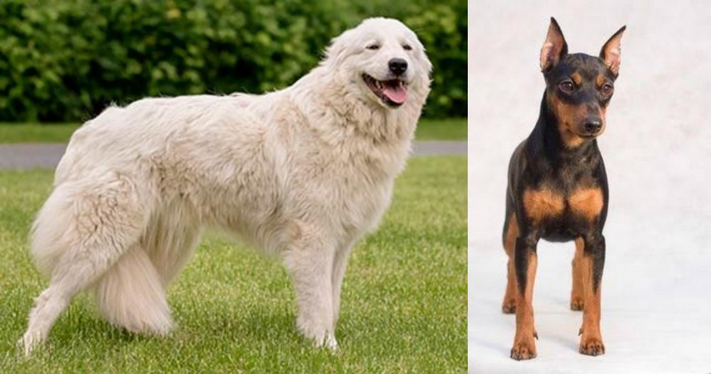 Miniature Pinscher vs Maremma Sheepdog - Breed Comparison