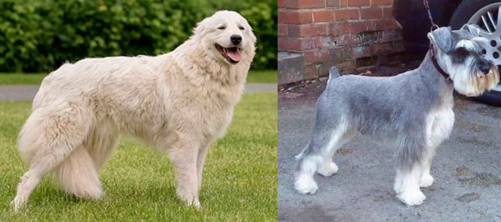 Miniature Schnauzer vs Maremma Sheepdog - Breed Comparison