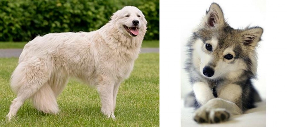 Miniature Siberian Husky vs Maremma Sheepdog - Breed Comparison