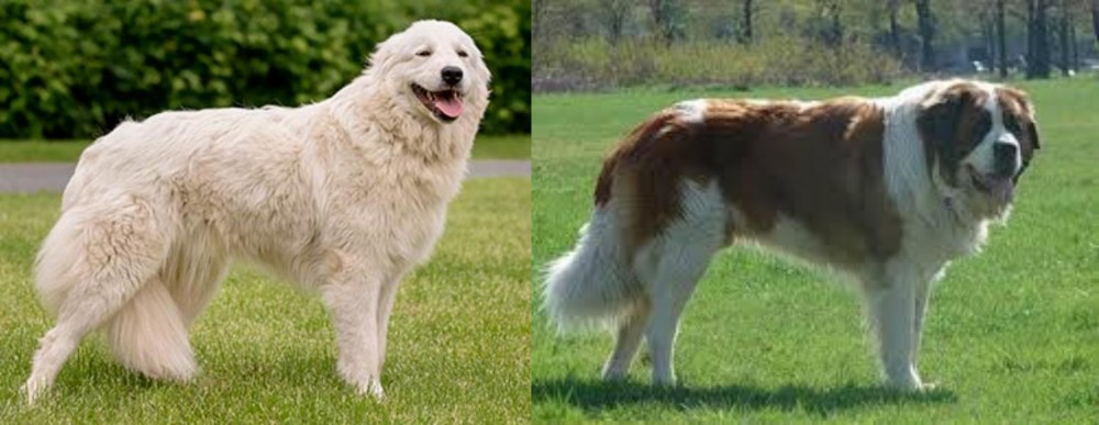 Moscow Watchdog vs Maremma Sheepdog - Breed Comparison
