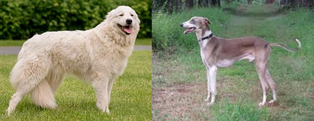 Mudhol Hound vs Maremma Sheepdog - Breed Comparison