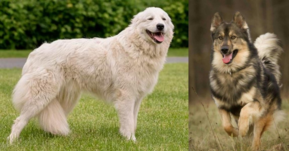 Native American Indian Dog vs Maremma Sheepdog - Breed Comparison