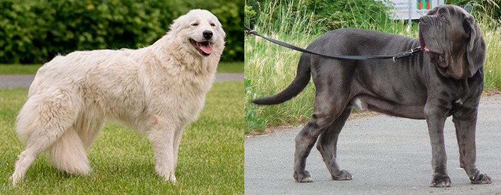 Neapolitan Mastiff vs Maremma Sheepdog - Breed Comparison