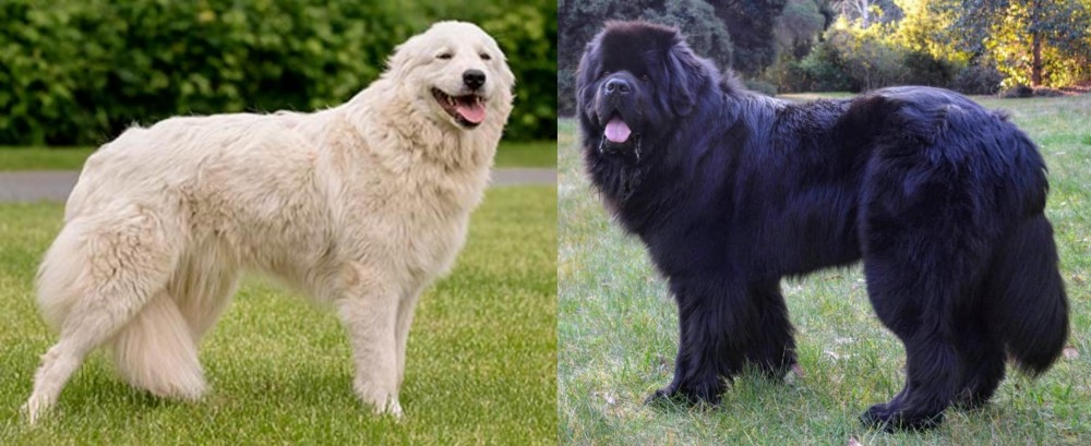 Newfoundland Dog vs Maremma Sheepdog - Breed Comparison