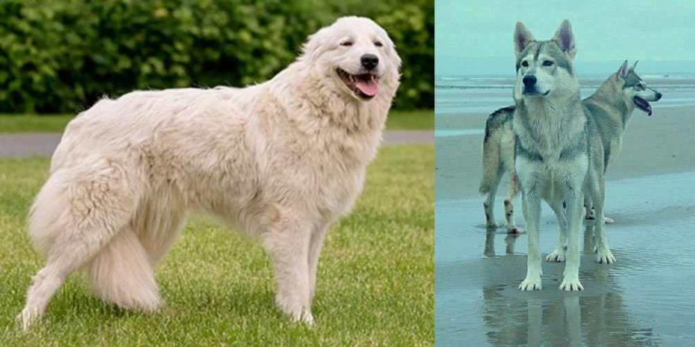 Northern Inuit Dog vs Maremma Sheepdog - Breed Comparison