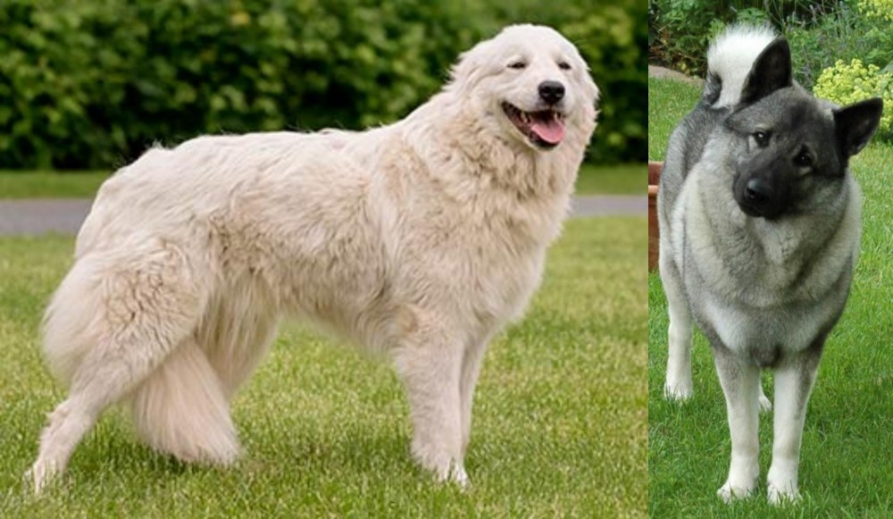 Norwegian Elkhound vs Maremma Sheepdog - Breed Comparison