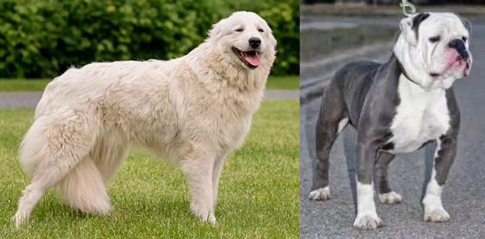 Old English Bulldog vs Maremma Sheepdog - Breed Comparison