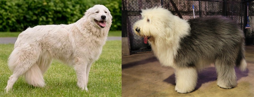 Old English Sheepdog vs Maremma Sheepdog - Breed Comparison