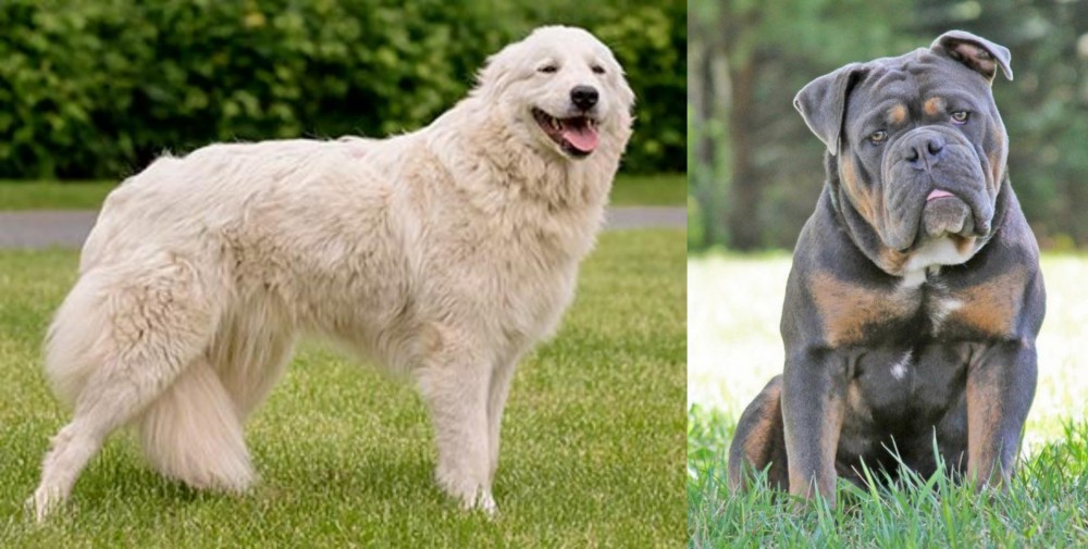 Olde English Bulldogge vs Maremma Sheepdog - Breed Comparison