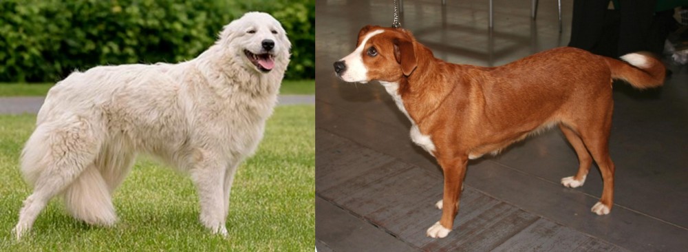 Osterreichischer Kurzhaariger Pinscher vs Maremma Sheepdog - Breed Comparison