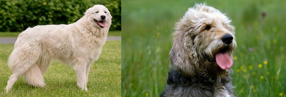 Otterhound vs Maremma Sheepdog - Breed Comparison