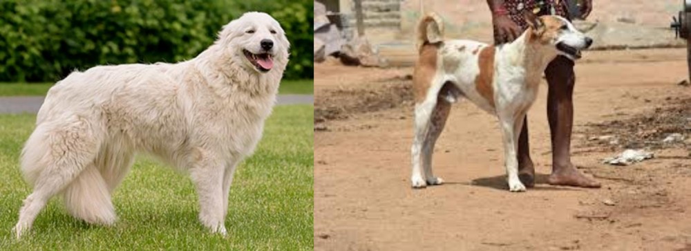 Pandikona vs Maremma Sheepdog - Breed Comparison