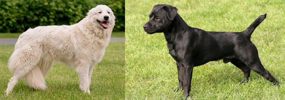 Patterdale Terrier vs Maremma Sheepdog - Breed Comparison