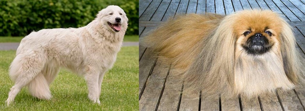 Pekingese vs Maremma Sheepdog - Breed Comparison