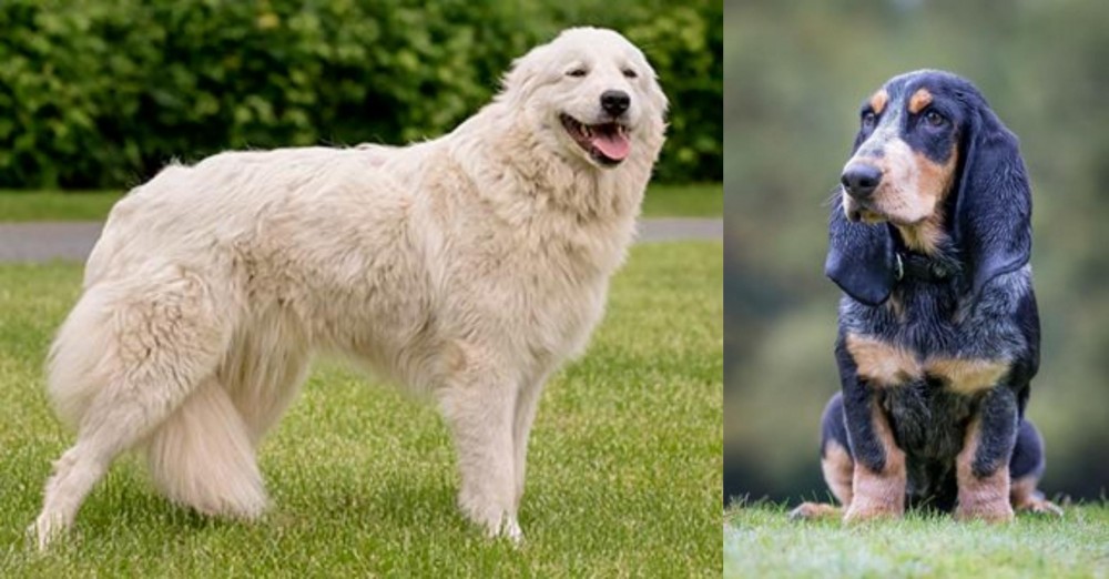 Petit Bleu de Gascogne vs Maremma Sheepdog - Breed Comparison