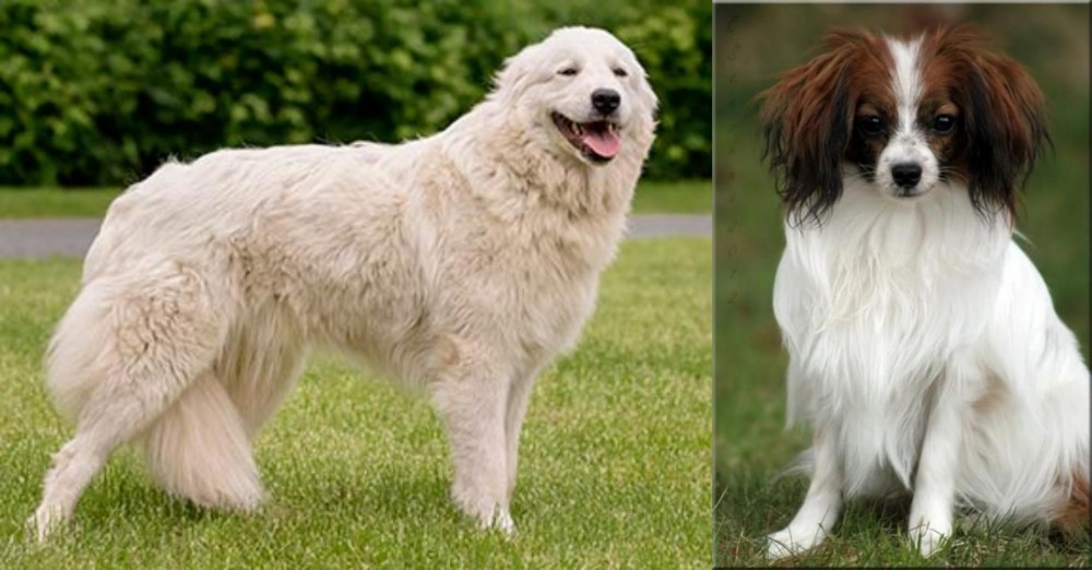Phalene vs Maremma Sheepdog - Breed Comparison