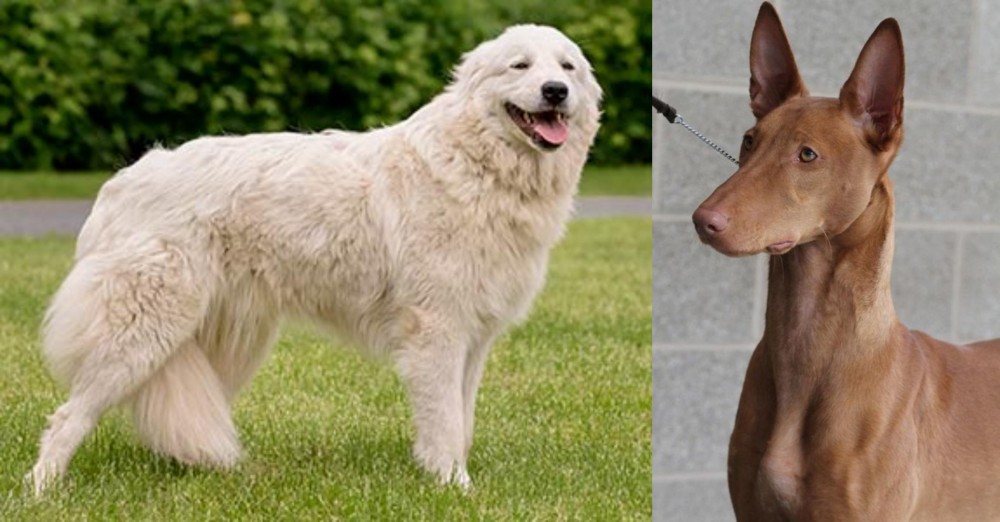 Pharaoh Hound vs Maremma Sheepdog - Breed Comparison
