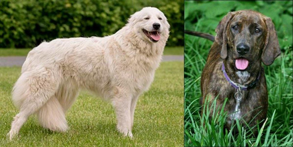 Plott Hound vs Maremma Sheepdog - Breed Comparison
