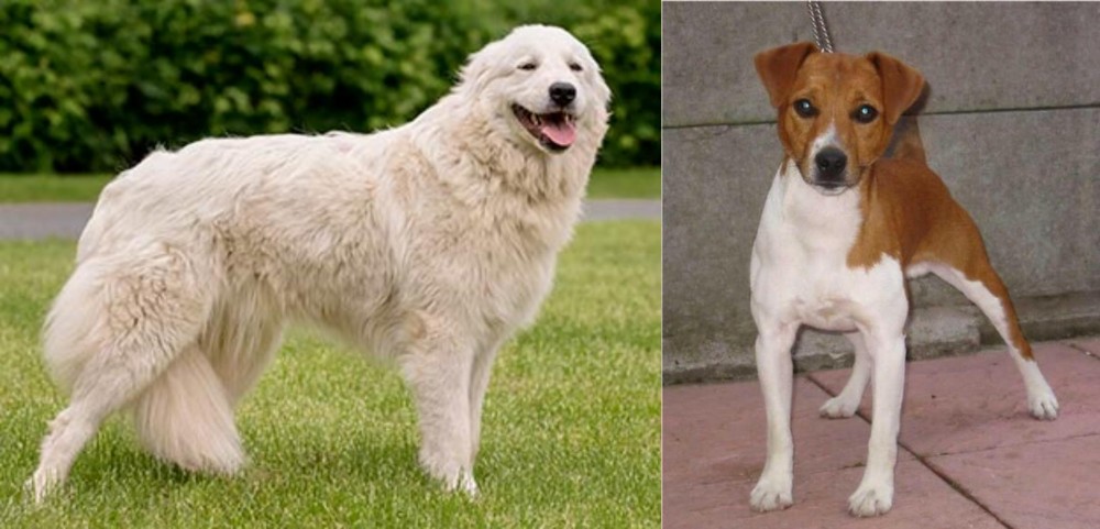 Plummer Terrier vs Maremma Sheepdog - Breed Comparison