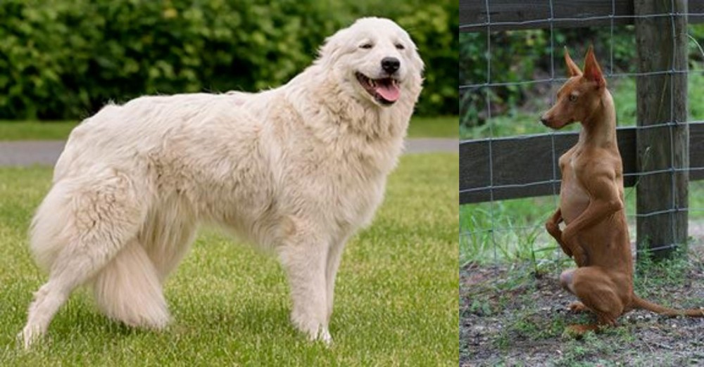 Podenco Andaluz vs Maremma Sheepdog - Breed Comparison