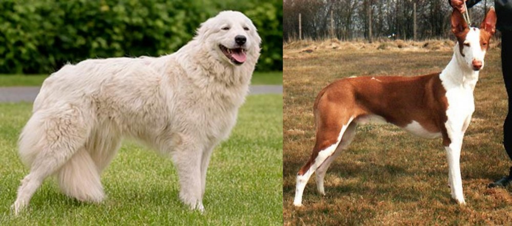 Podenco Canario vs Maremma Sheepdog - Breed Comparison