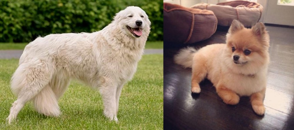 Pomeranian vs Maremma Sheepdog - Breed Comparison