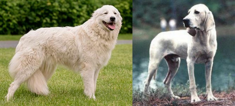Porcelaine vs Maremma Sheepdog - Breed Comparison