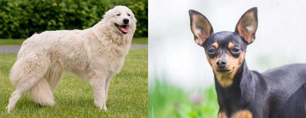 Prazsky Krysarik vs Maremma Sheepdog - Breed Comparison