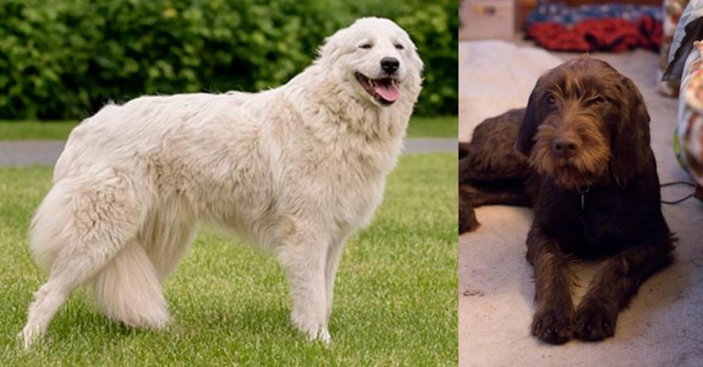 Pudelpointer vs Maremma Sheepdog - Breed Comparison