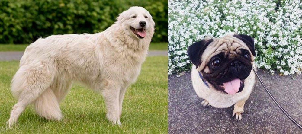 Pug vs Maremma Sheepdog - Breed Comparison