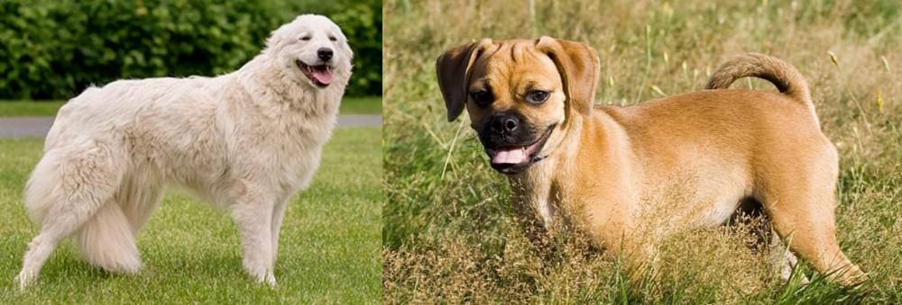 Puggle vs Maremma Sheepdog - Breed Comparison